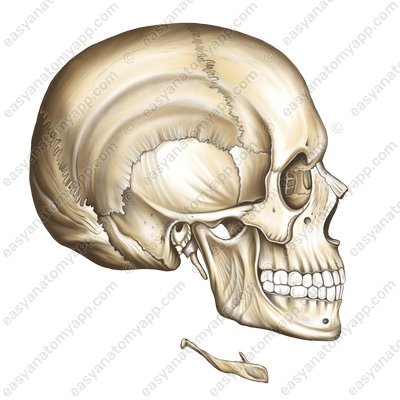 Zungenbeinkörper(corpus ossis hyoidei)